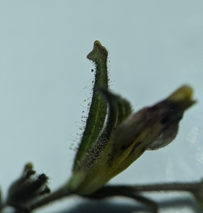 Cordylanthus pilosus pilosus