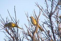 Gubernatrix cristata