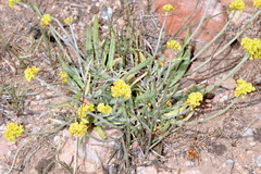 Eriogonum brevicaule