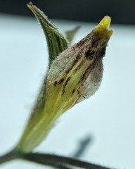Cordylanthus pilosus pilosus