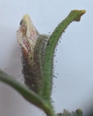 Cordylanthus pilosus pilosus