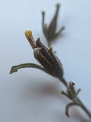 Cordylanthus pilosus pilosus