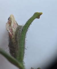 Cordylanthus pilosus pilosus