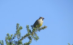 Gubernatrix cristata