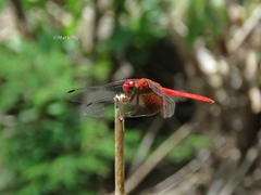 Dythemis maya