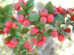 Cotoneaster dielsianus