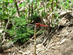 Dythemis maya