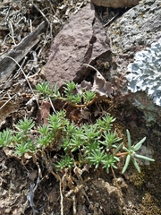 Portulaca matthewsii