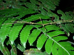 Phenacephorus cornucervi