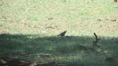 Gubernatrix cristata