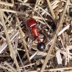 Pogonomyrmex bicolor