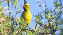 Gubernatrix cristata