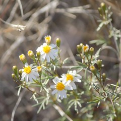 Thymophylla concinna