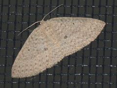 Poecilasthena anthodes