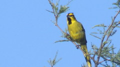 Gubernatrix cristata