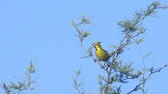 Gubernatrix cristata