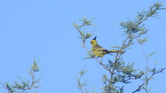 Gubernatrix cristata