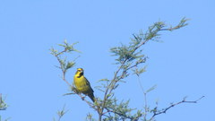 Gubernatrix cristata