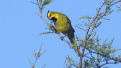 Gubernatrix cristata