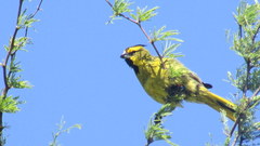 Gubernatrix cristata