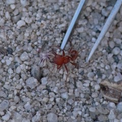 Pogonomyrmex maricopa