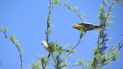 Gubernatrix cristata