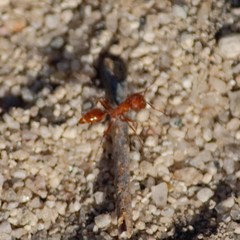Pogonomyrmex maricopa