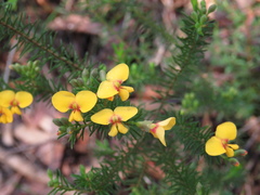 Dillwynia elegans