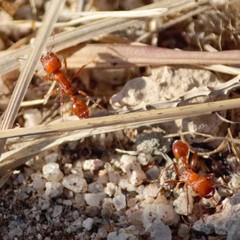 Pogonomyrmex maricopa