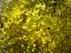 Cassia fistula