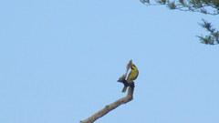 Gubernatrix cristata