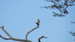 Gubernatrix cristata