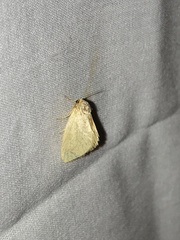 Tortricidia testacea