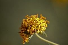Lagascea decipiens