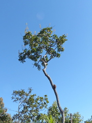 Vochysia rufa