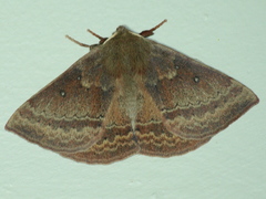 Anthela repleta