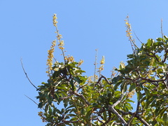 Vochysia rufa