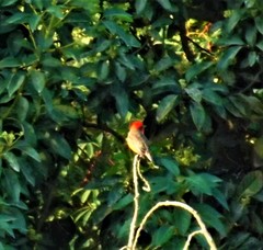 Pyrocephalus rubinus