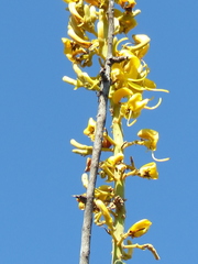Vochysia rufa