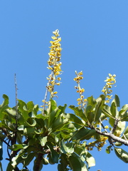 Vochysia rufa