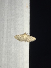 Blepharomastix ranalis