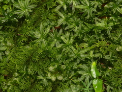 Atrichum crispum