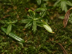 Atrichum crispum
