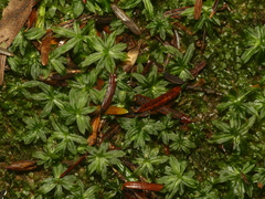 Atrichum crispum