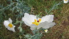 Argemone hunnemannii