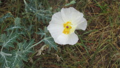 Argemone hunnemannii