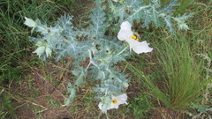 Argemone hunnemannii