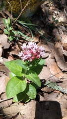 Asclepias otarioides