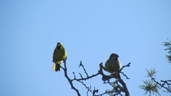 Gubernatrix cristata