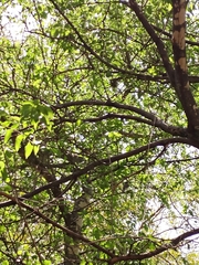 Pachyramphus aglaiae